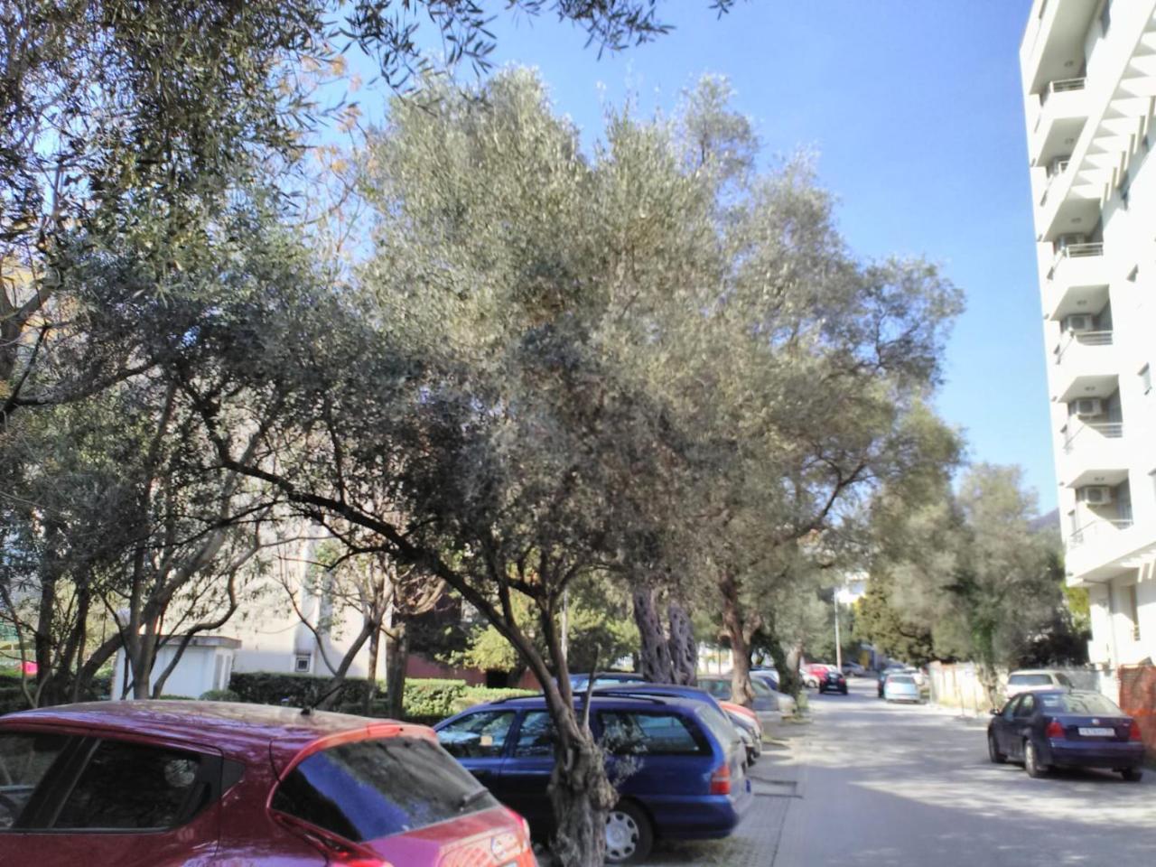 Yeshill Daire Budva